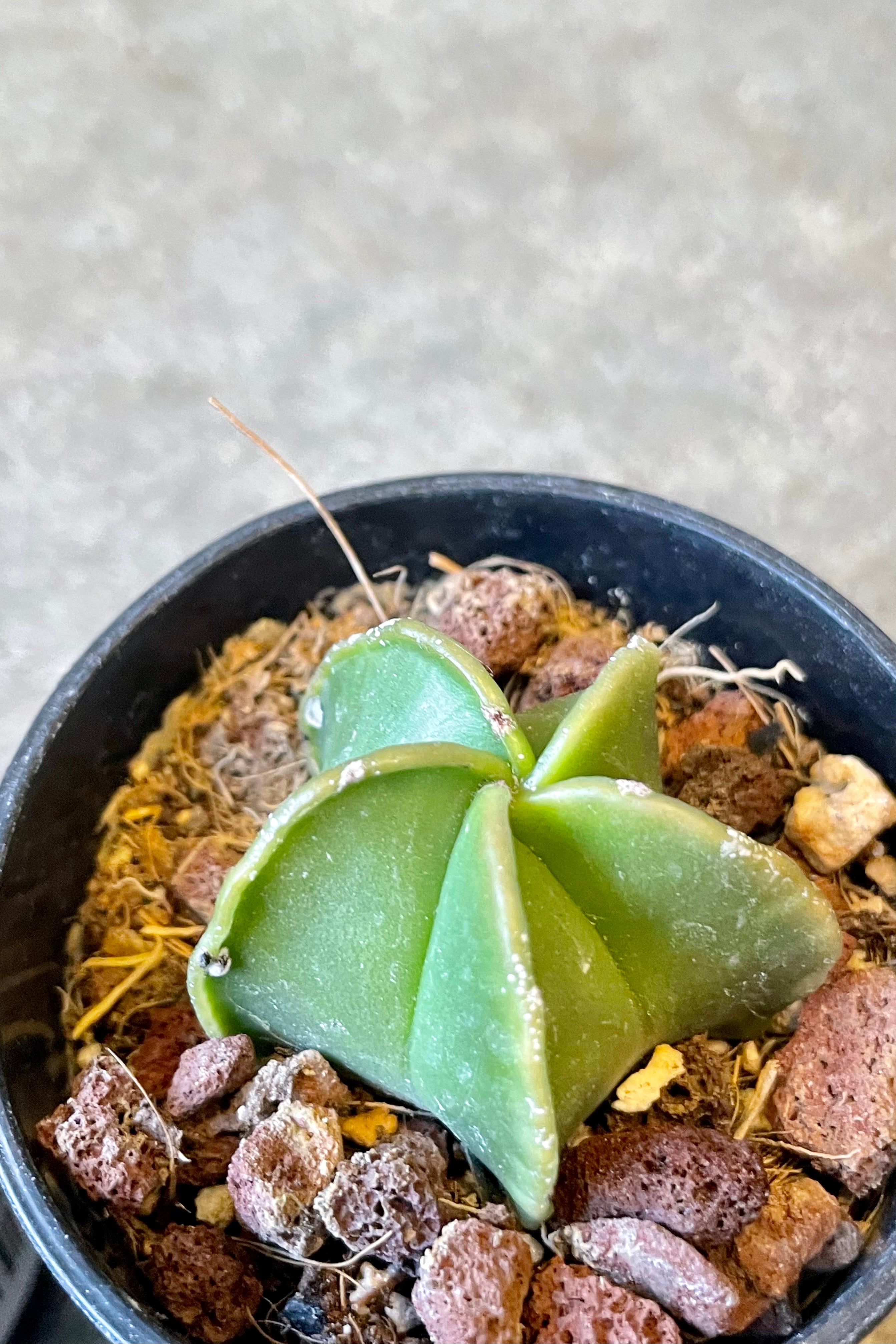 Bishop's Cap Cactus (Astrophytum myriostigma) - 2 Inch Live Rare Succulent Plant for Home Decor, Office Desk, or Gift