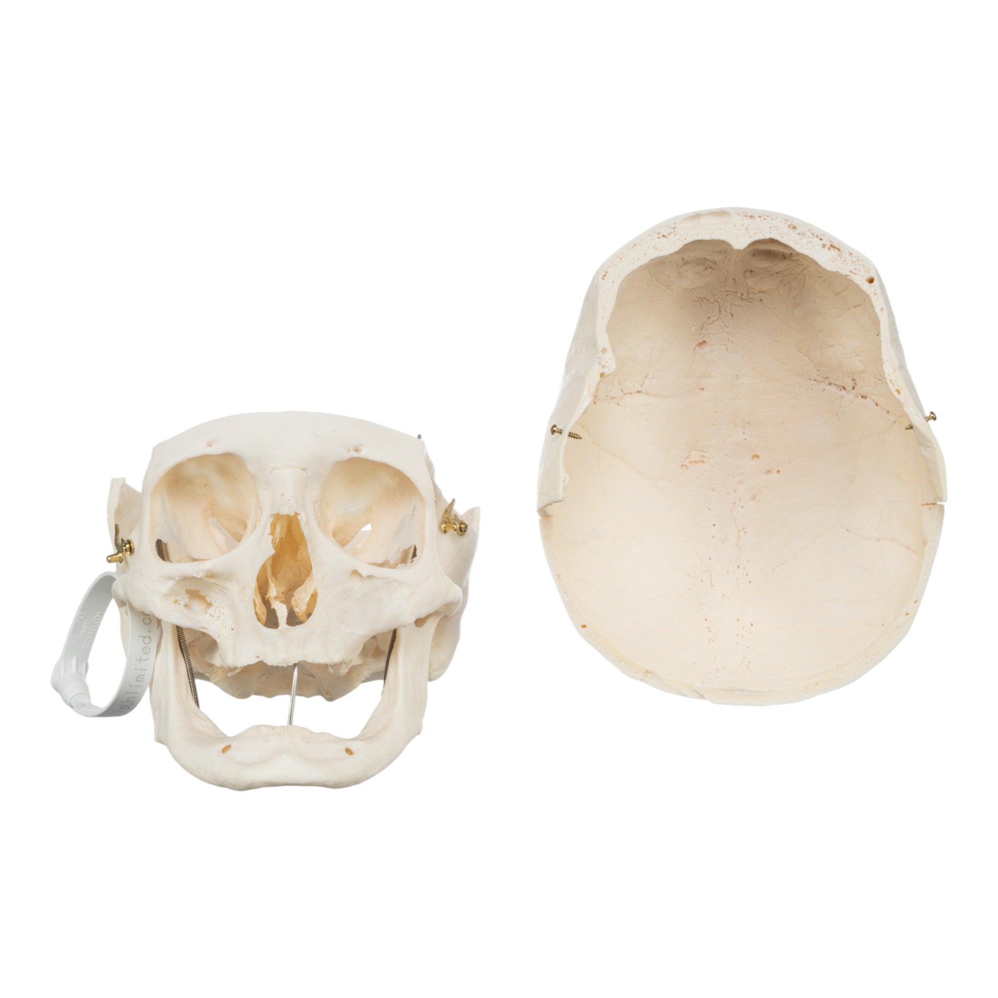 Premium Anatomical Human Skull Model - Accurate Medical & Educational Tool for Students, Doctors & Researchers | Perfect for Classroom, Lab & Medical Training