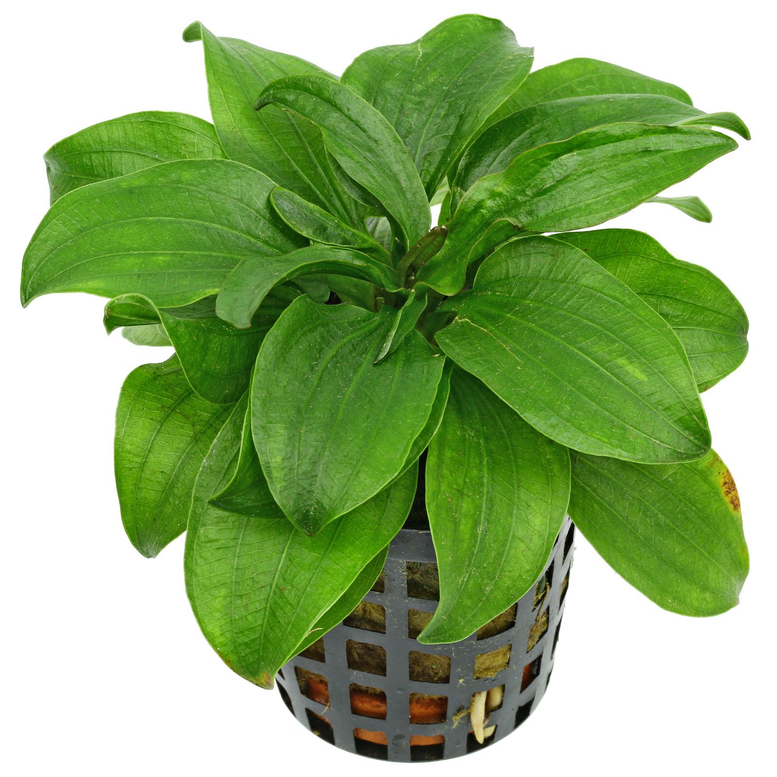 TCulture Echinodorus Gabrieli Live Aquarium Plant - Potted Freshwater Aquatic Plant for Fish Tanks, Aquascaping & Home Decor