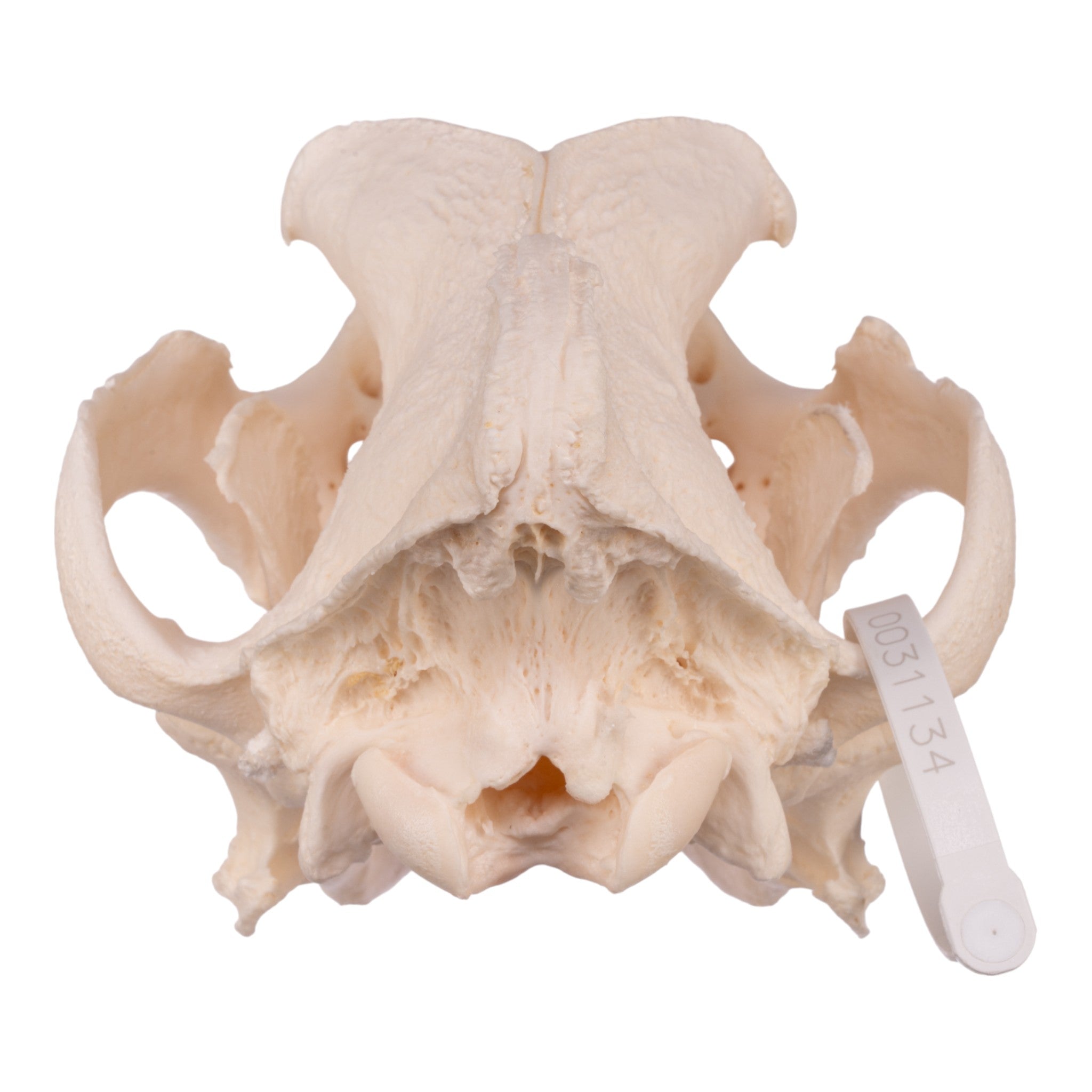 Authentic Domestic Dog Skull Replica - Mastiff Breed - Perfect for Veterinary Studies, Halloween Decor & Taxidermy Collections