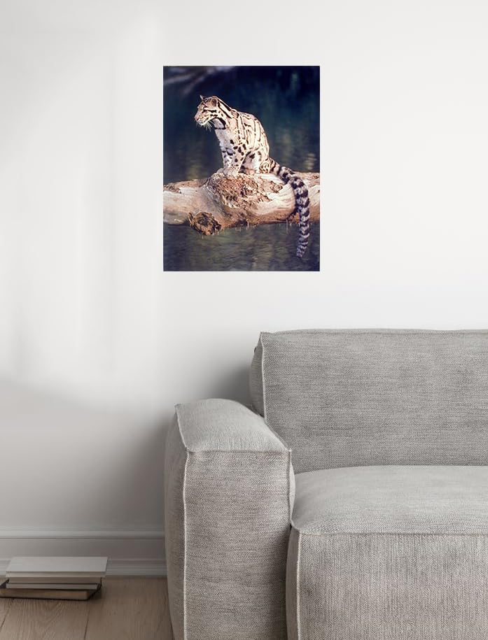 Wild Snow Leopard Big Cat Animal Wall Art Print - 16x20 Inches Framed Poster - Perfect for Living Room, Bedroom & Office Decor