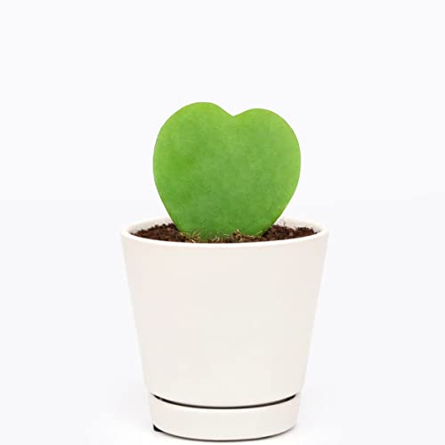 Hoya Kerrii Heart