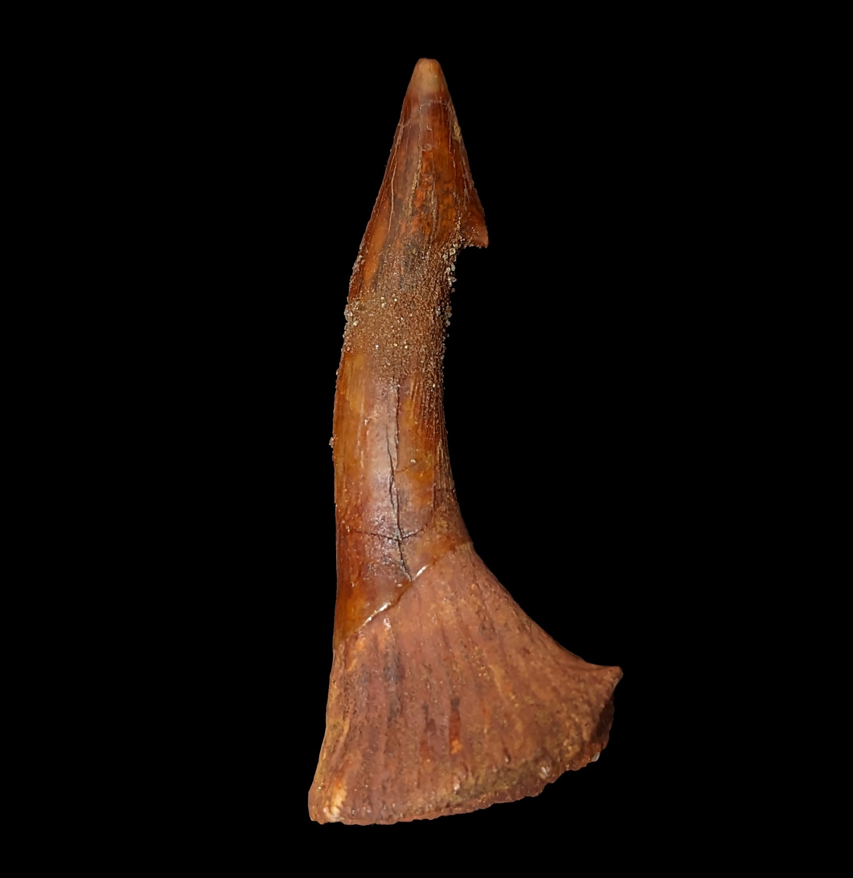 Authentic Fossilized Sawfish Rostrum Barb - Rare Prehistoric Shark Tooth Relic for Collectors & Decor - Perfect for Home Display, Museum Exhibits & Paleontology Enthusiasts