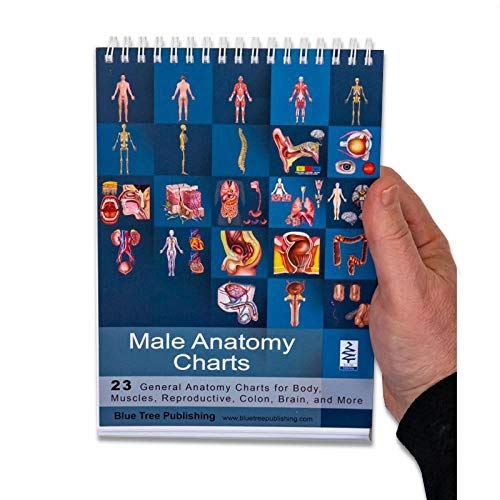 Blue Tree Publishing Male Reproductive System Anatomy Charts - Desk Flip Chart & Model for Medical Students, Doctors & Educators - Perfect for Classrooms, Clinics & Study Sessions