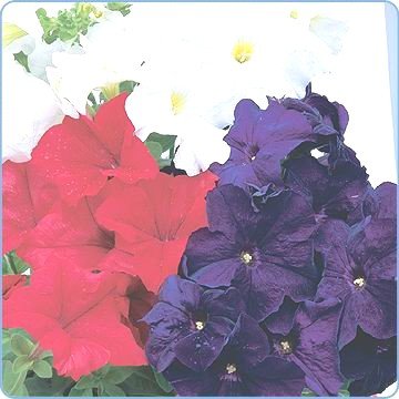 Petunia Spreading Easy Wave Flag Mix - 1000 Seeds for Vibrant Garden Borders, Hanging Baskets & Container Gardening