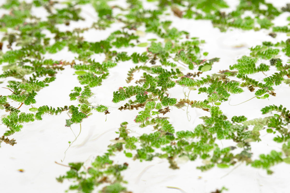 Azolla Mosquito Fern - Natural Water Plant for Ponds, Aquariums & Water Gardens | Floating Aquatic Plant for Mosquito Control & Water Filtration