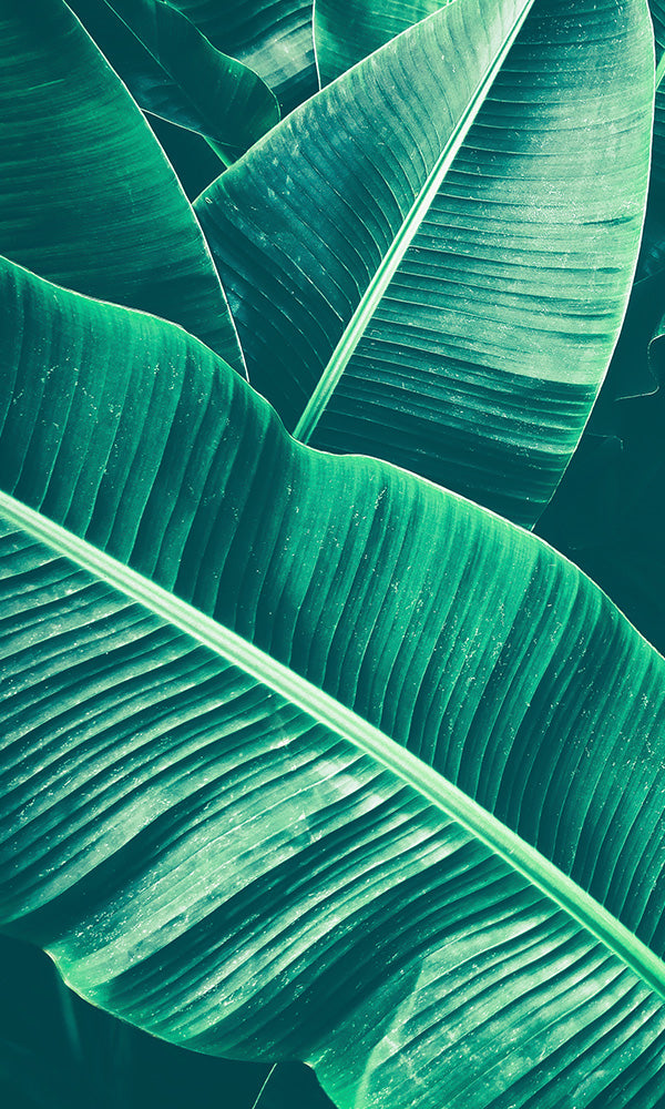 Exotic Jungle Leaves Mural Wallpaper M9576 - Tropical Botanical Wall Decor for Living Room, Bedroom & Nursery