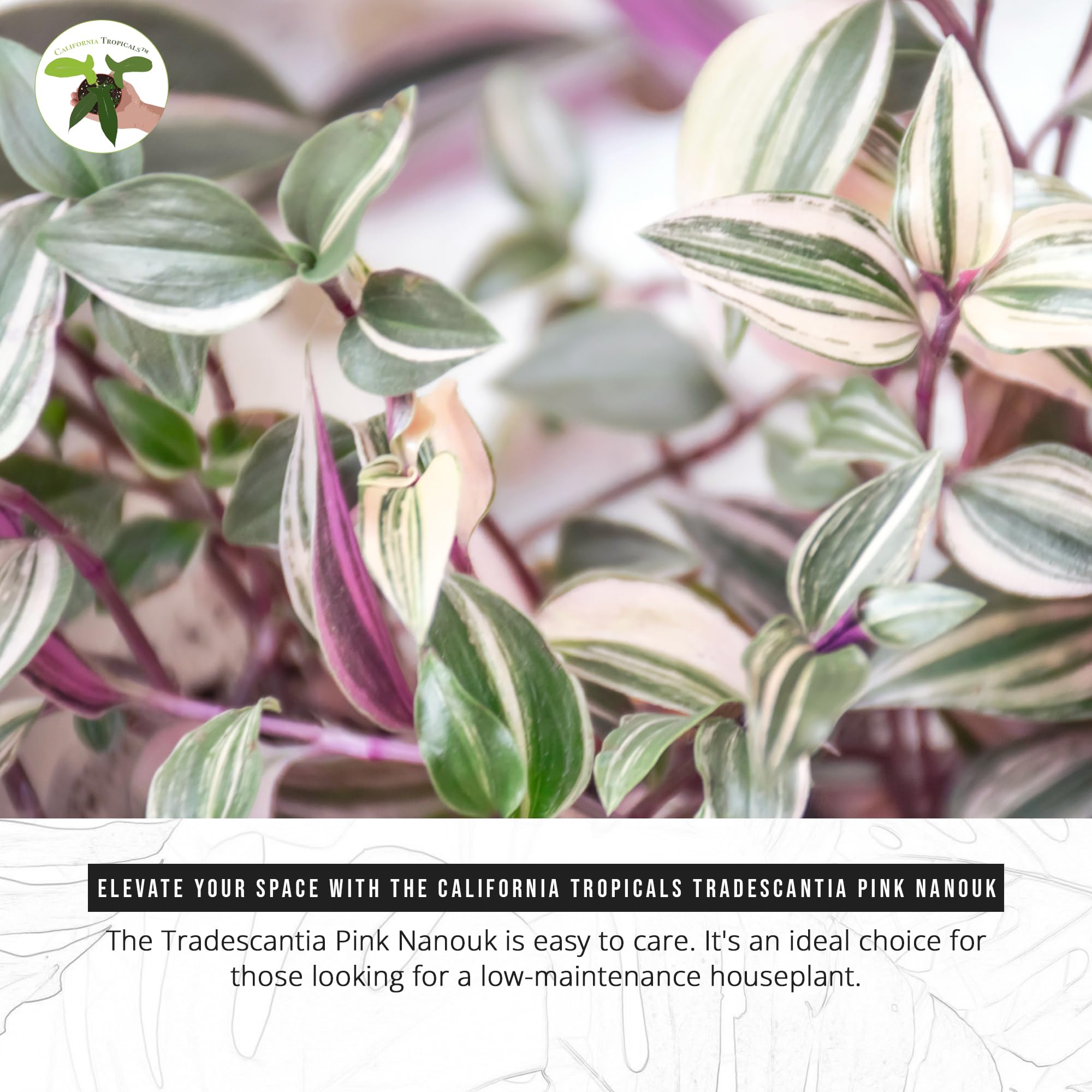 California Tropicals Pink Tradescantia Nanouk - Rare Live Houseplant in 4 Inch Pot with Rooted Leaves - Easy Care Indoor Outdoor Tropical Plant for Home Office Decor, Mini Garden, and Gift Ideas