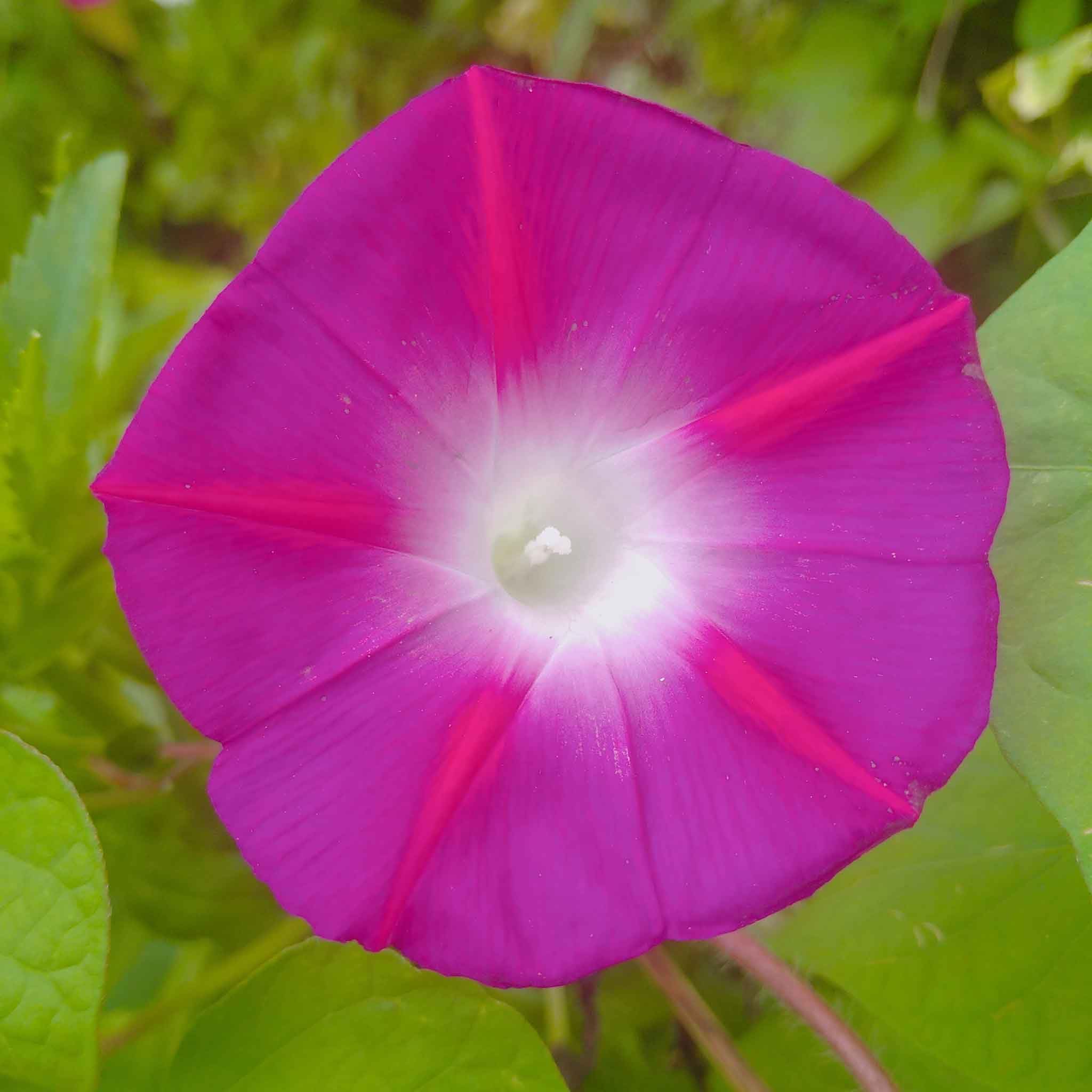 Eden Brothers Non-GMO Morning Glory Seeds - Scarlett Ohara Variety, Easy to Grow Flower Seeds for Planting in Spring | Perfect for Garden Beds, Trellises & Containers in USDA Zones 1-10