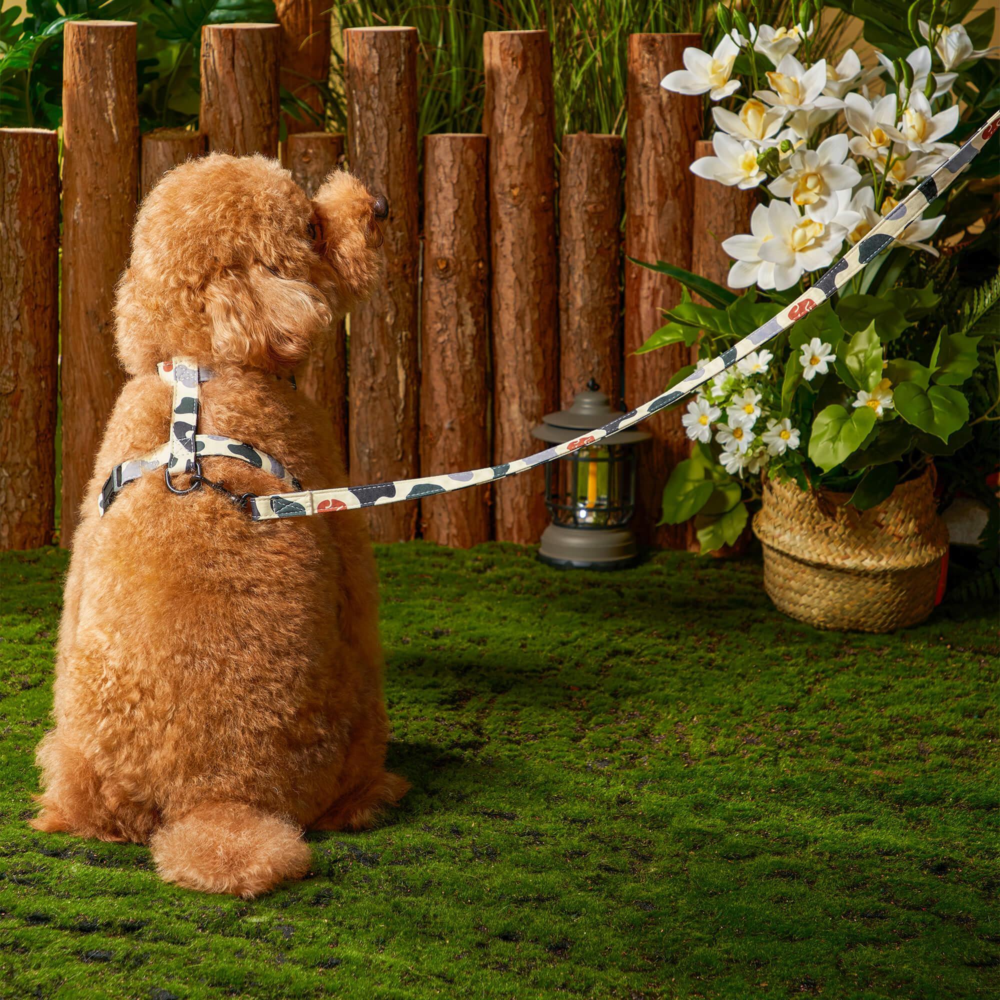 Premium Pet Leash for Dogs & Cats - Durable, Adjustable & Comfortable Pet Walking Accessory - Perfect for Daily Walks, Training & Outdoor Adventures