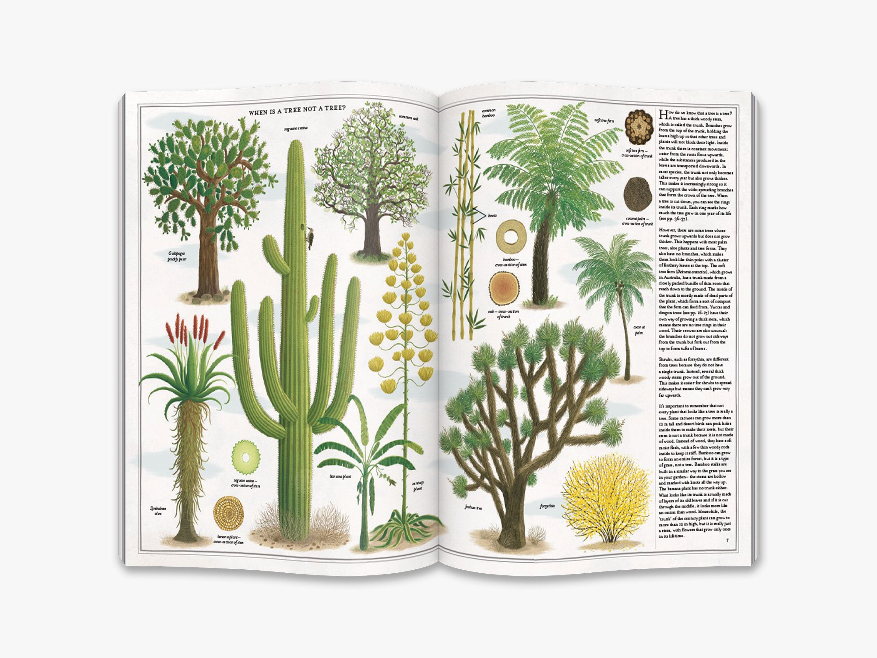 The Book of Trees - Illustrated Guide to Tree Species Identification, Growth & Care | Perfect for Nature Lovers, Hikers, and Botany Students