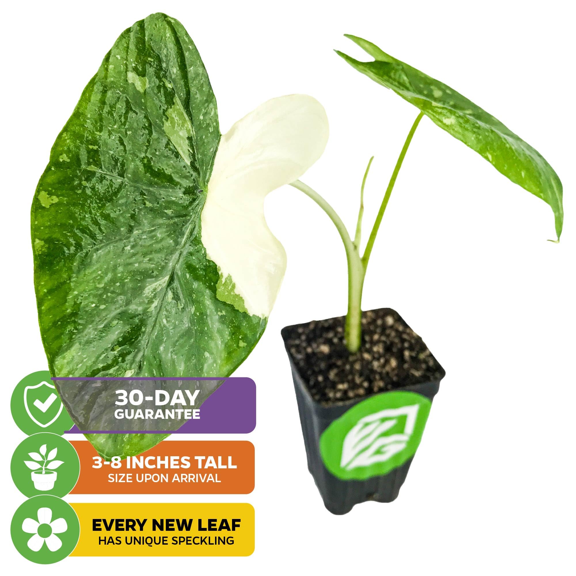 Live Colocasia Esculenta Elephant Ear Plant - Tropical Garden Bulbs for Outdoor Planting | Vibrant Foliage for Poolside Landscaping, Patio Decor & Backyard Gardens