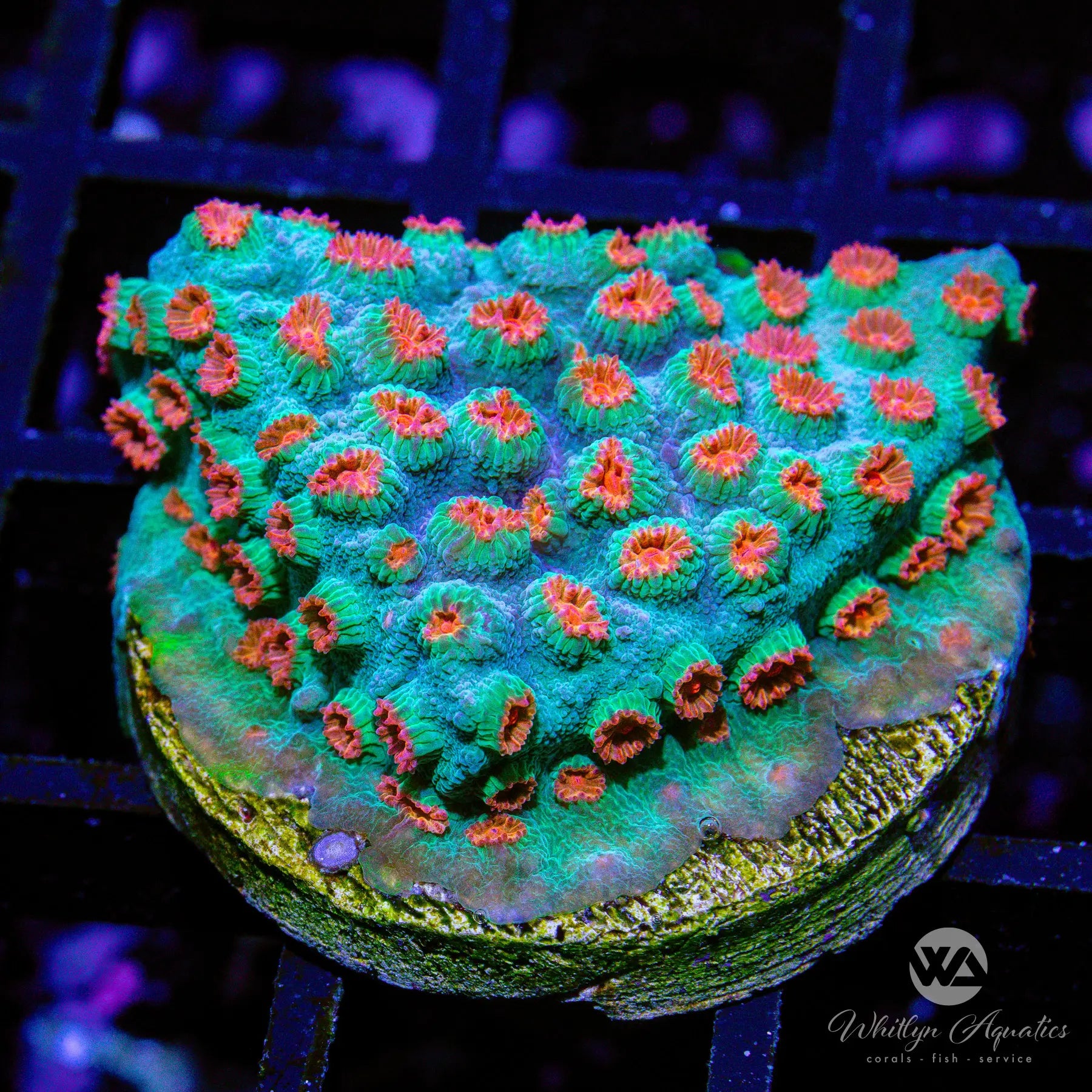 B14 Meteor Shower Cyphastrea Coral - Premium WYSIWYG Live Coral for Saltwater Aquariums | Perfect for Reef Tanks & Coral Propagation