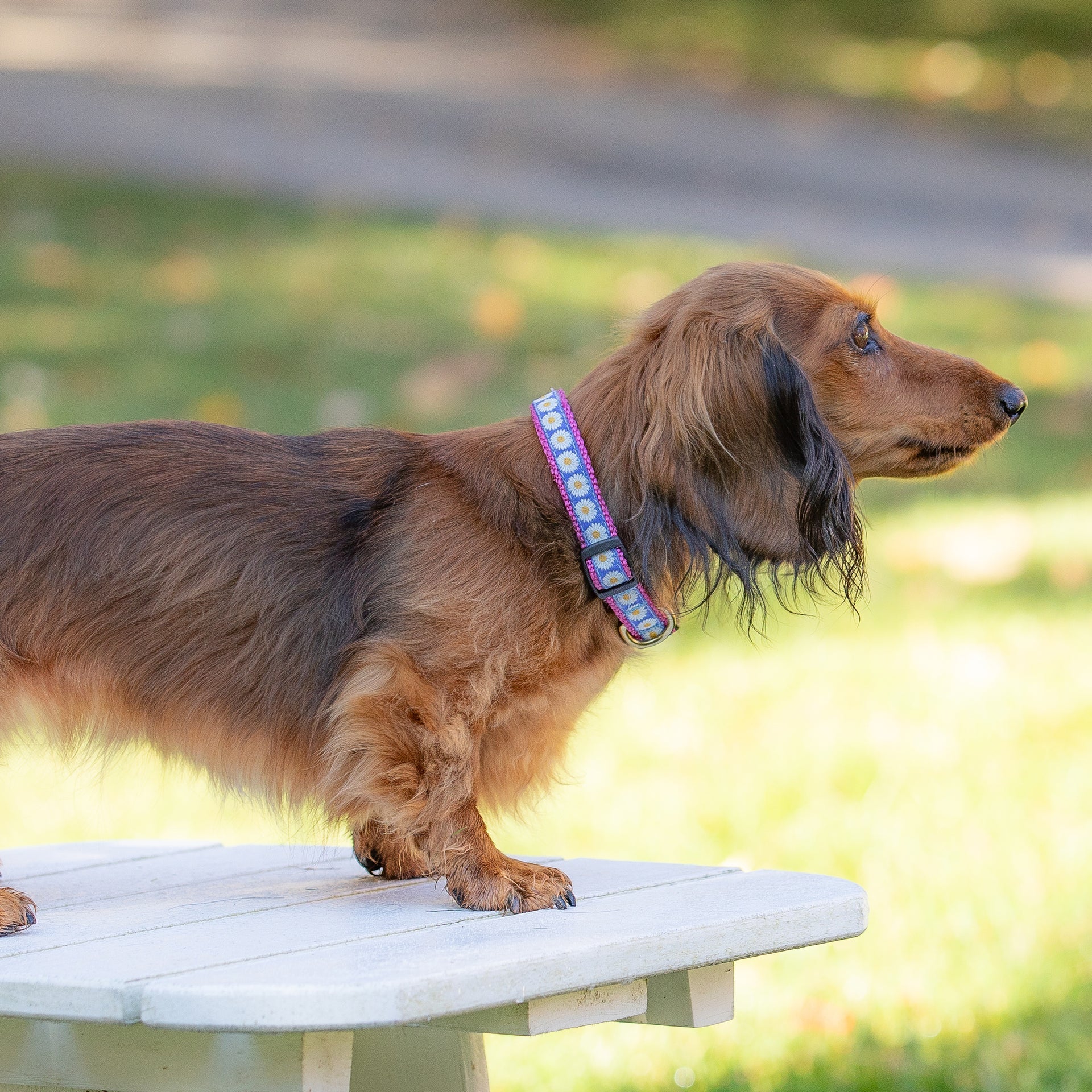 Purple Daisy Dog Collar with Belted Cow Design - Adjustable Pet Collar for Small Medium Large Dogs - Perfect for Walks, Training & Outdoor Adventures