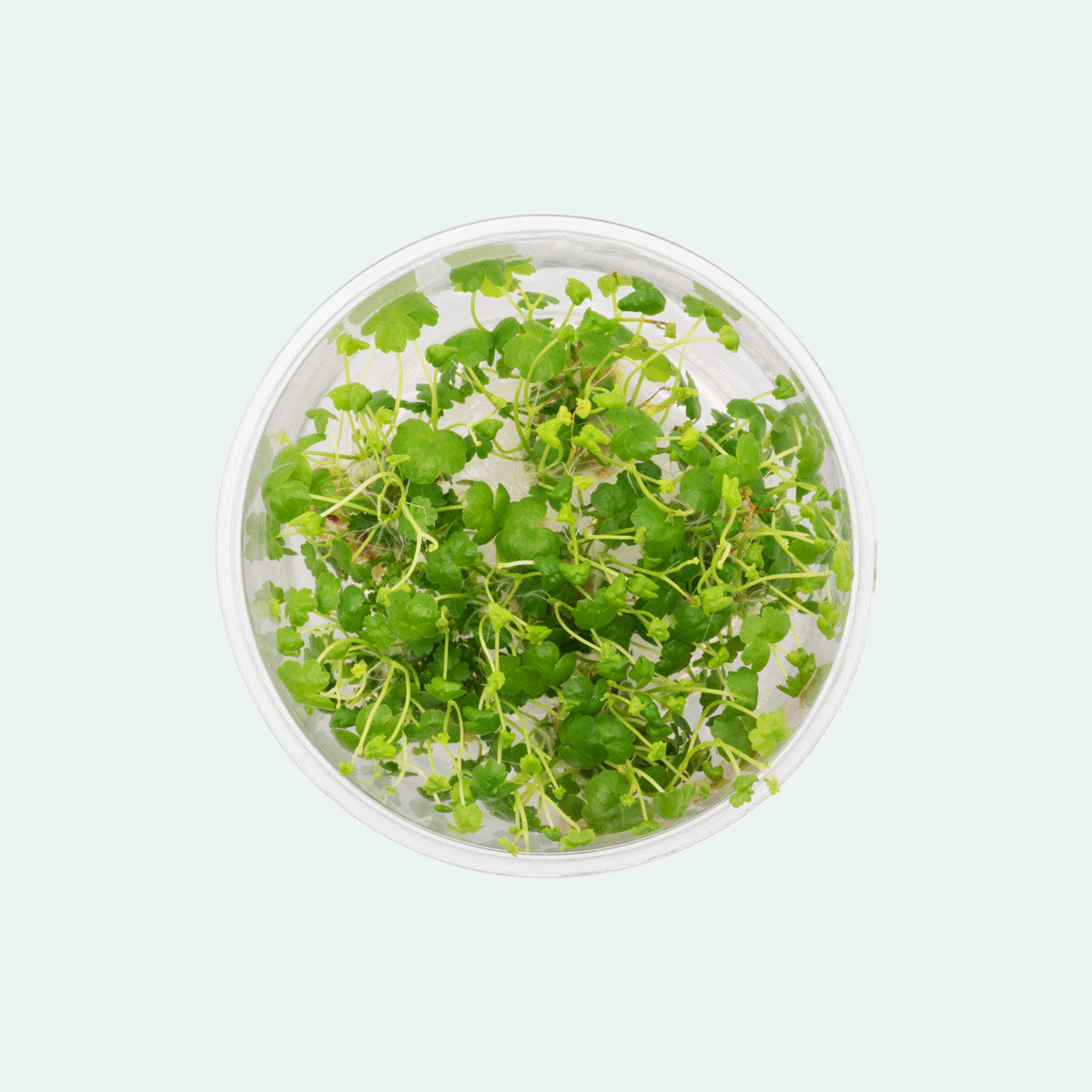 Hydrocotyle Tripartita Aquatic Plant - Live Freshwater Carpet Plant for Aquariums & Fish Tanks | Perfect for Aquascaping, Shrimp Tanks & Nano Tanks