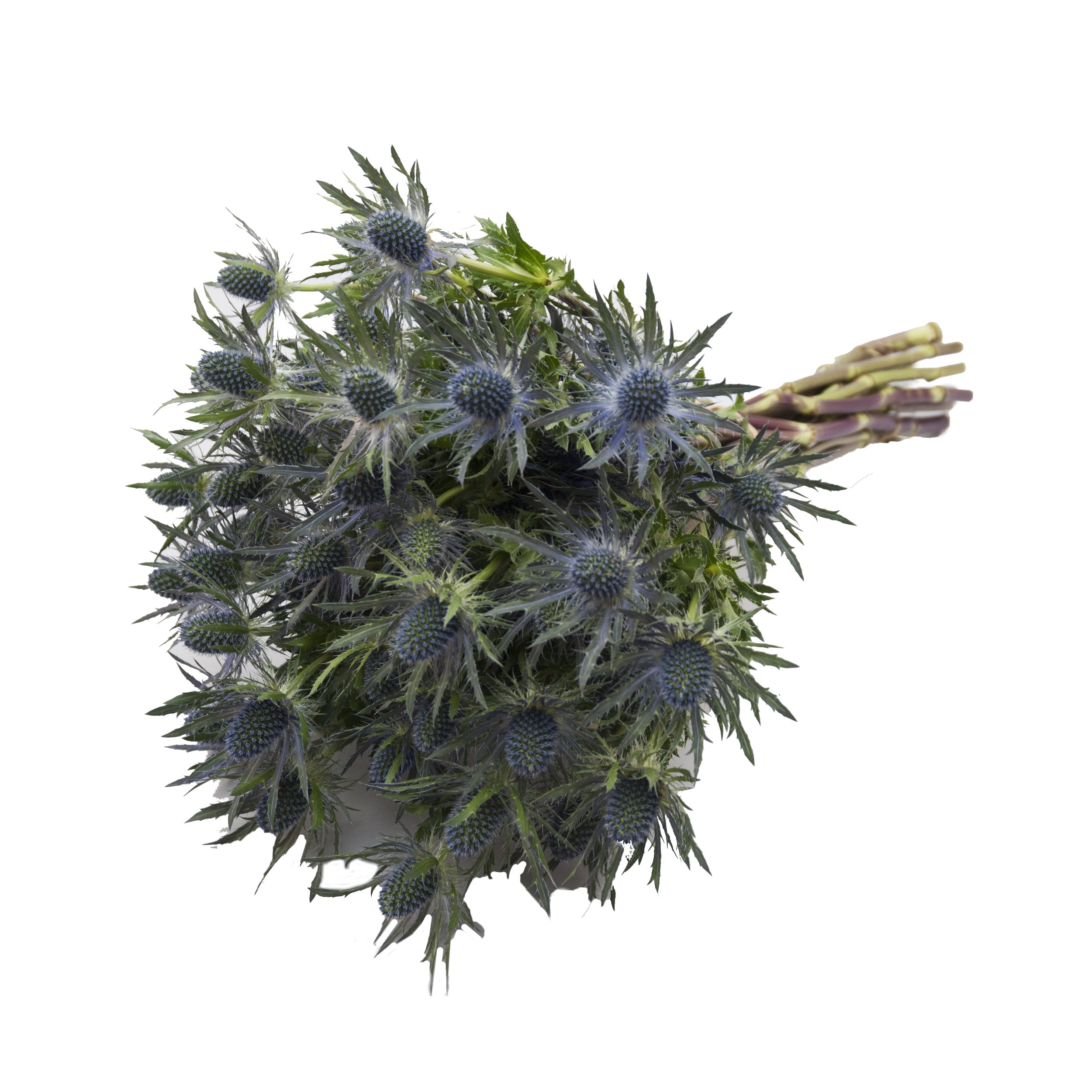 90 Farm Fresh Blue Lagoon Eryngium Flowers - Premium Cut Blooms for Bouquets, Wedding Decor & Home Floral Arrangements