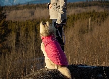Pink Dog Puffer Jacket - Warm & Waterproof Winter Coat for Small & Medium Dogs - Perfect for Cold Weather Walks & Outdoor Adventures