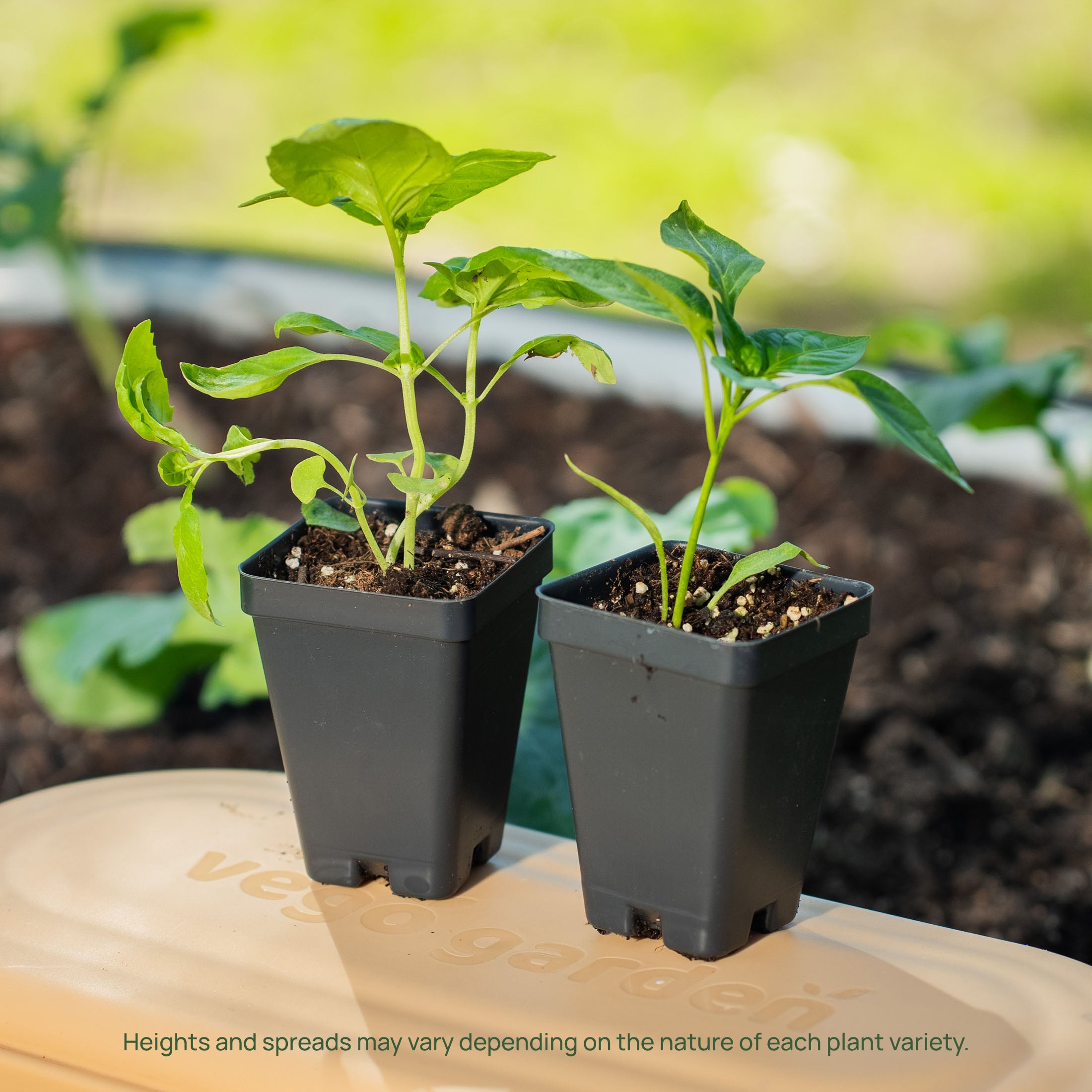 Organic Italian Large Leaf Basil Seedling - Non-GMO, Heirloom Seeds for Home Gardening | Perfect for Pasta, Pizza & Fresh Salads