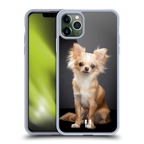 Sitting Chihuahua Dog