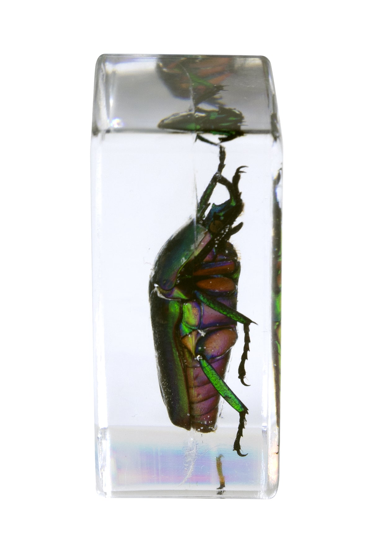 3D Bug Specimen Kit #5 - Realistic Insect Models for Science Education & Home Decor | Perfect for Classroom, Kids Learning & Nature Enthusiasts