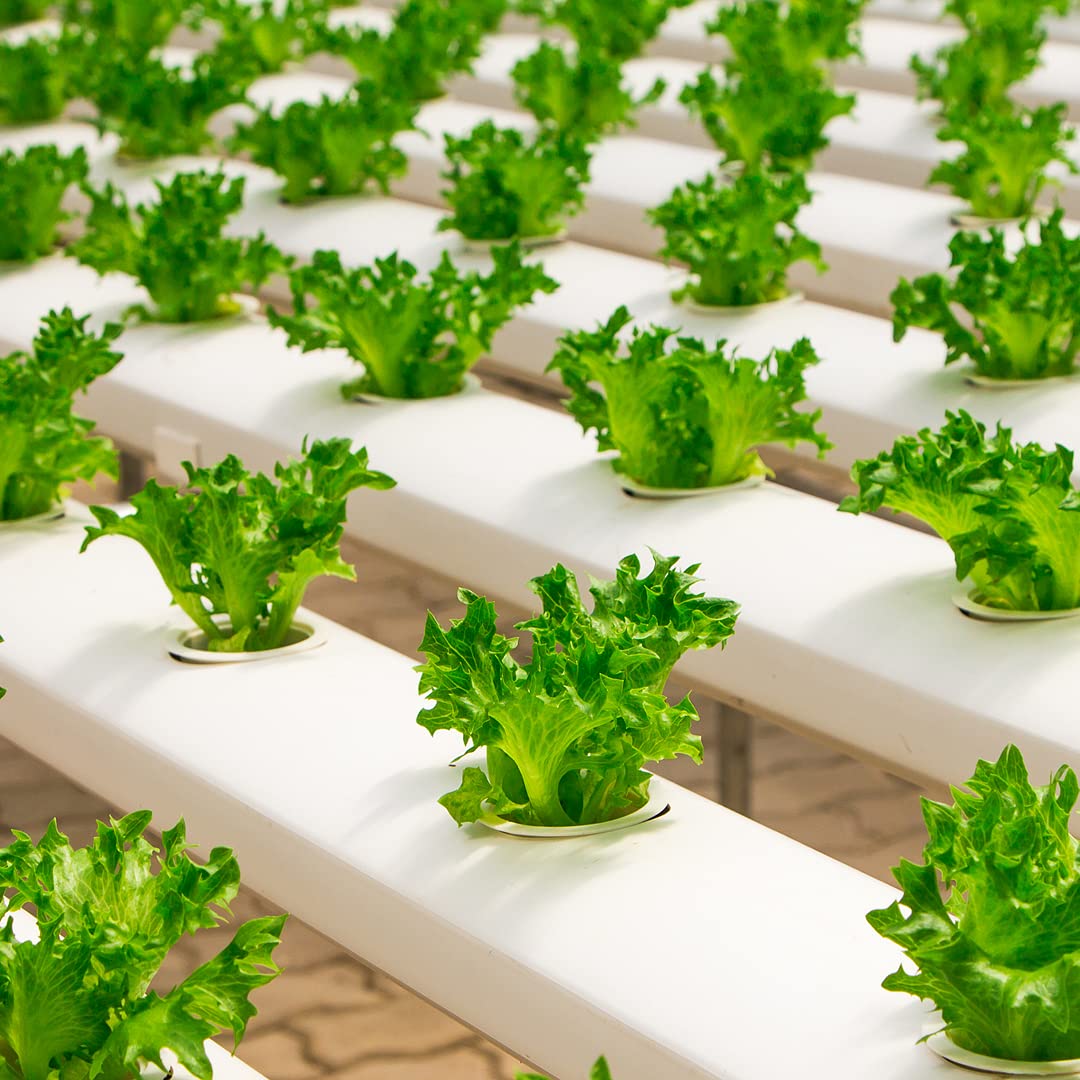 Premium Clear Greenhouse Plastic Sheeting - 8 mil Ultra Durable UV Resistant Polyethylene Film (50' x 35') - 4 Year Protection for Gardening, Farming & Agriculture - Perfect for Greenhouses, Plant Tunnels & Crop Protection