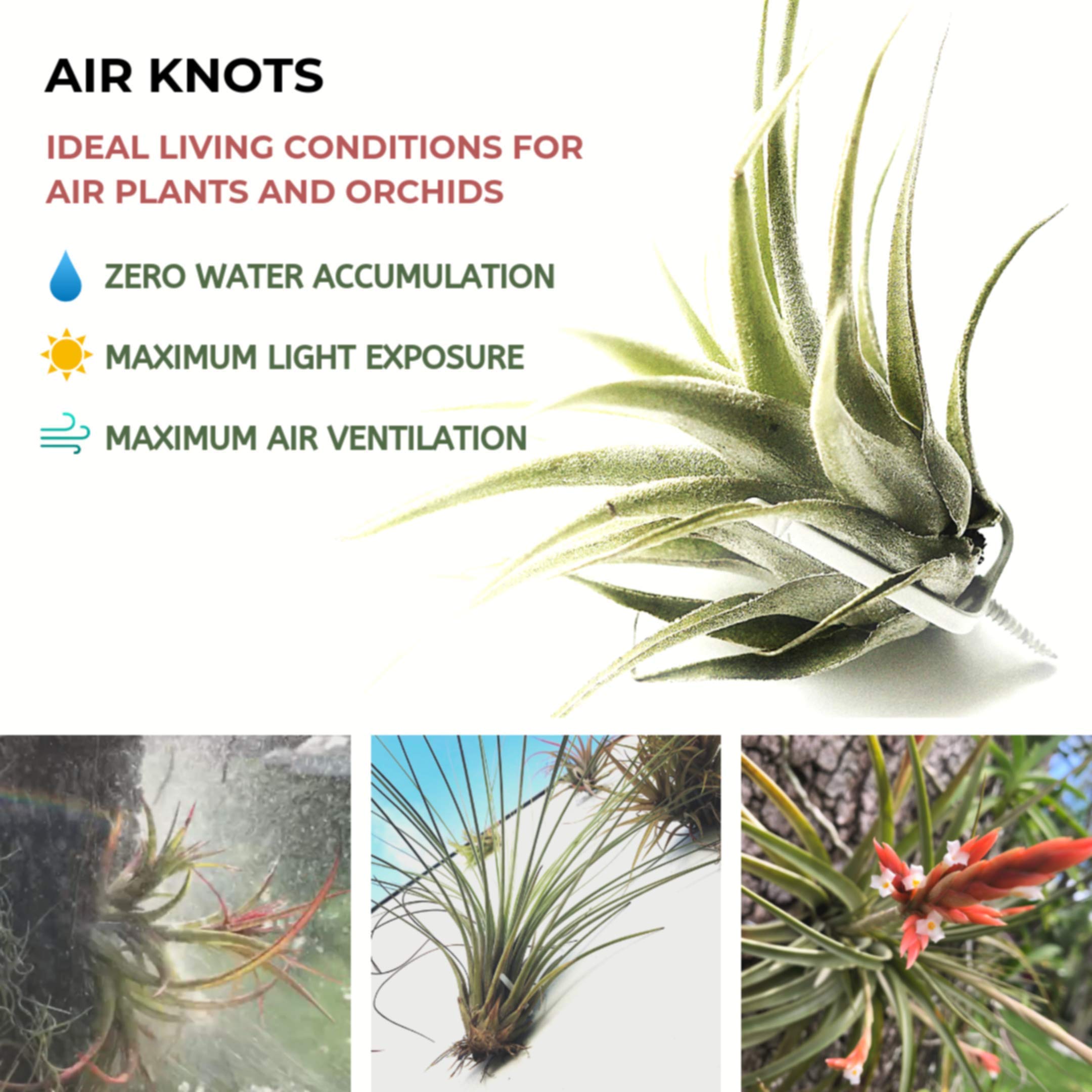 ArtAK Wall Planter Set of 5 - Modern Air Plant Holder & Orchid Mount with Rustic Plant Hooks | Perfect for Indoor Vertical Gardens, Home Decor, and Office Spaces