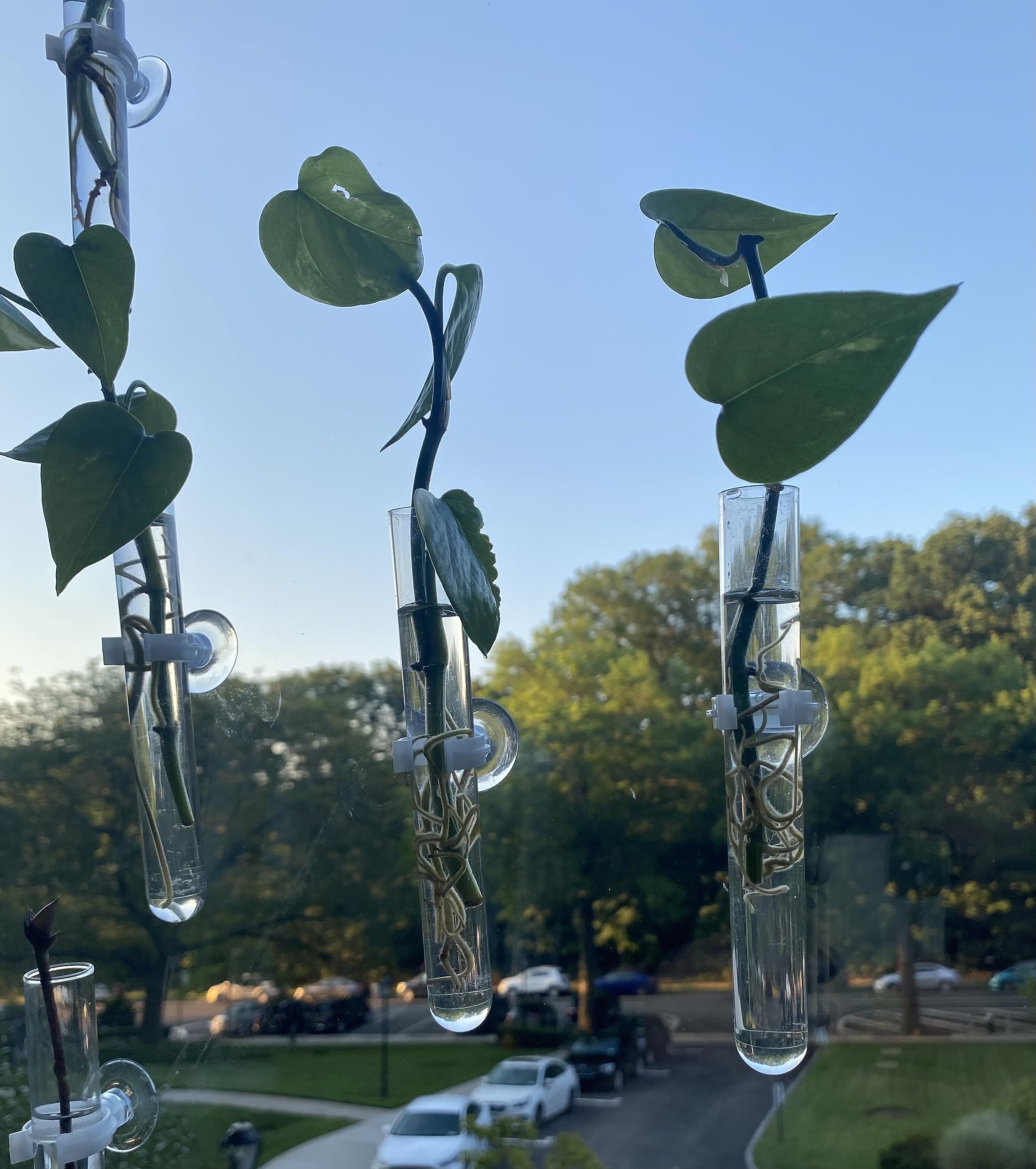 Glass Test Tube Vases with Suction Cups for Plant Propagation - 4 Pack Hydroponic Growing Kit for Windows, Home, Car and Bathroom Decor | Perfect for Herb Gardens, Succulents and Indoor Plants