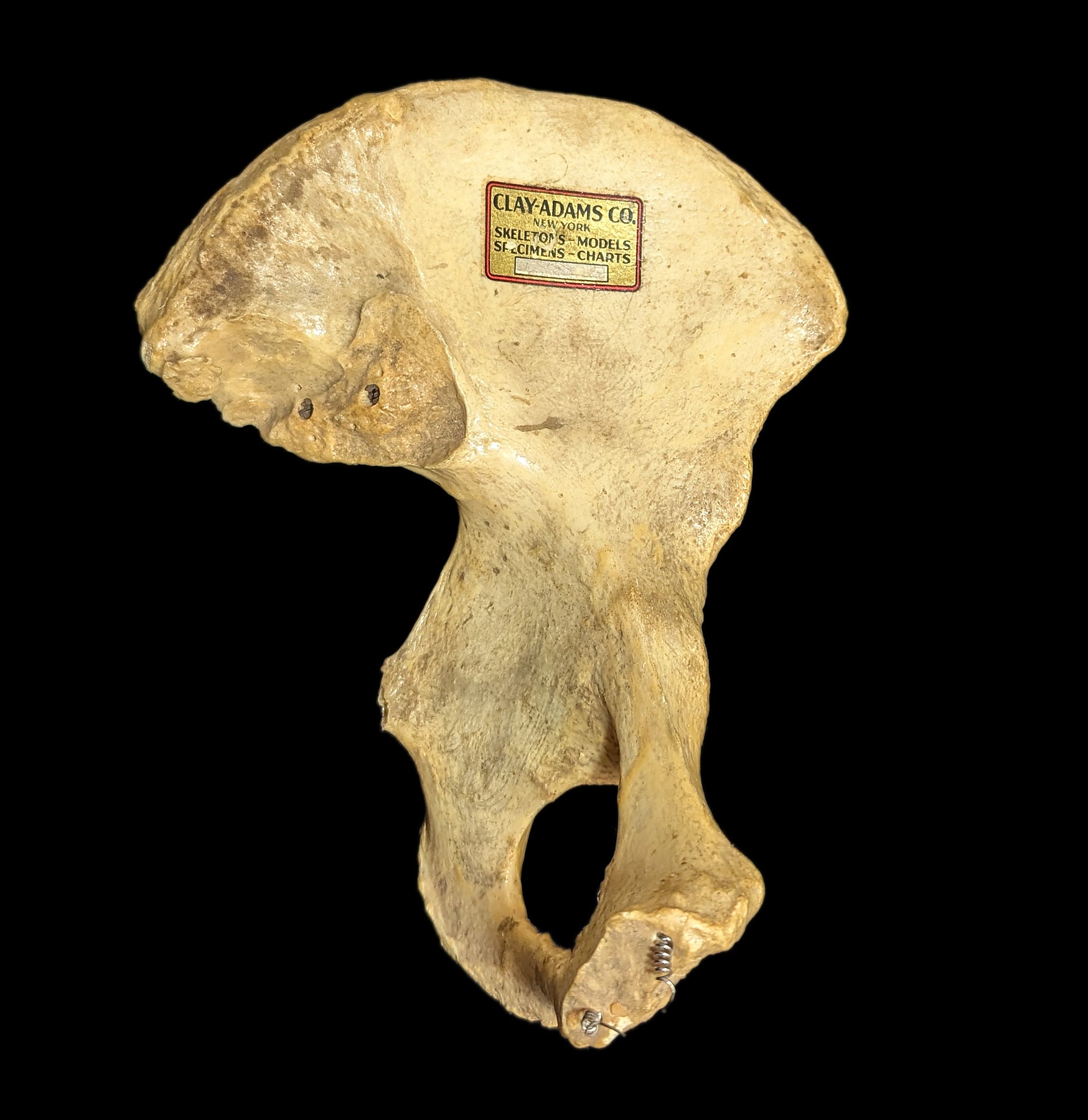 Human Ilium Bone - Authentic Anatomical Specimen for Medical Study, Science Education & Collectors | Perfect for Classroom Demonstrations, Research & Oddity Collections