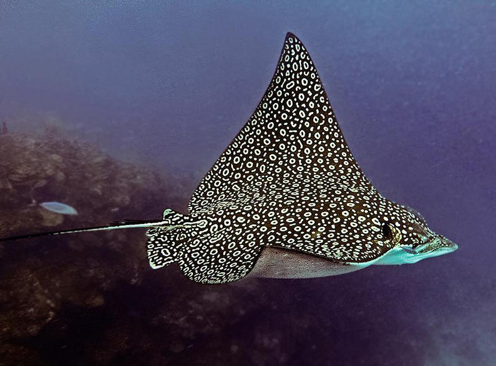 XL Eagle Ray GalleryTail - Premium Quality Stingray Tail for Home Decor & Marine Life Enthusiasts | Perfect for Beach House, Aquarium, or Ocean-Themed Decor
