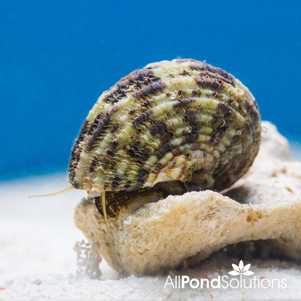 Super Turbo Algae Snail (Turbo fluctuosa) - Natural Aquarium Cleaner for Freshwater & Saltwater Tanks - Perfect for Algae Control in Fish Tanks, Ponds & Aquatic Ecosystems