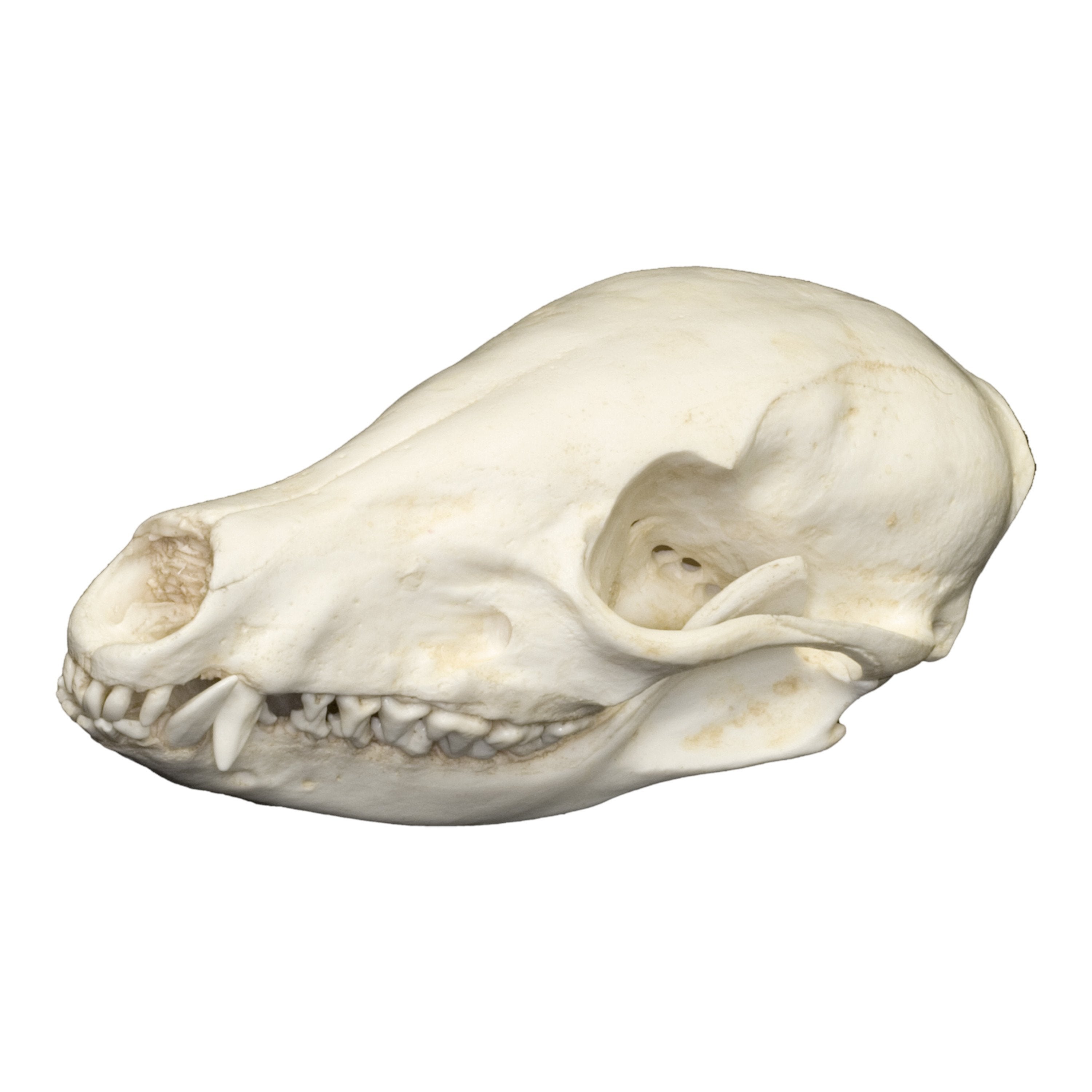 Authentic Replica Coatimundi Skull - High-Quality Animal Skull Model for Taxidermy, Science Education & Home Decor