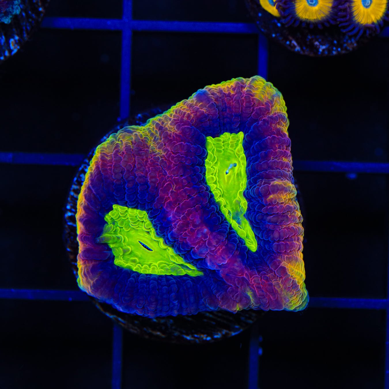 Premium Dragon Soul Favia Coral for Saltwater Aquariums - Vibrant Colors & Easy Care - Perfect for Reef Tanks, Nano Tanks & Coral Frag Racks