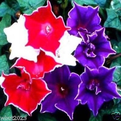 Japanese Morning Glory Seeds Mix - 10 Ipomoea Nil Kikyo-zaki Seeds in Red, White & Blue Colors | Perfect for Garden Borders, Trellis Climbing & Container Gardening