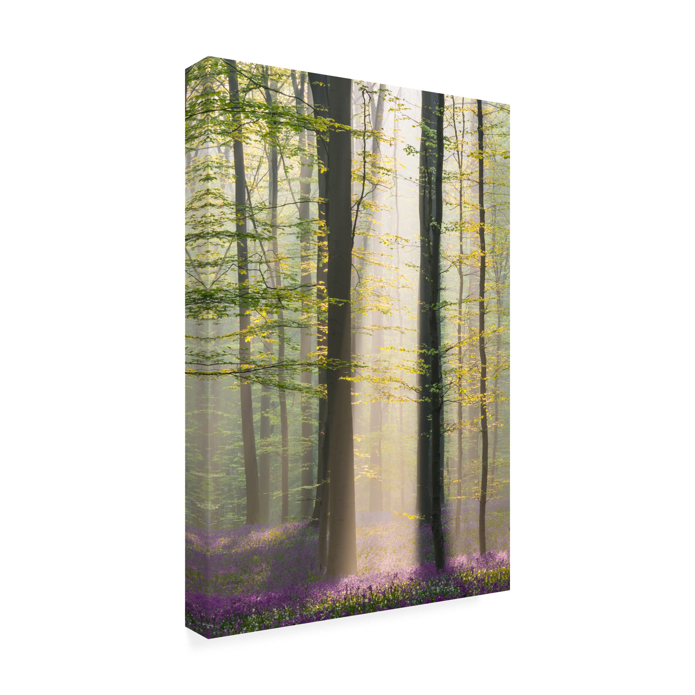 Denisa Vlaicu 'Misty Sunrise In Hallerbos' Canvas Wall Art Print - Stunning Nature Landscape Painting for Living Room, Bedroom & Office Decor