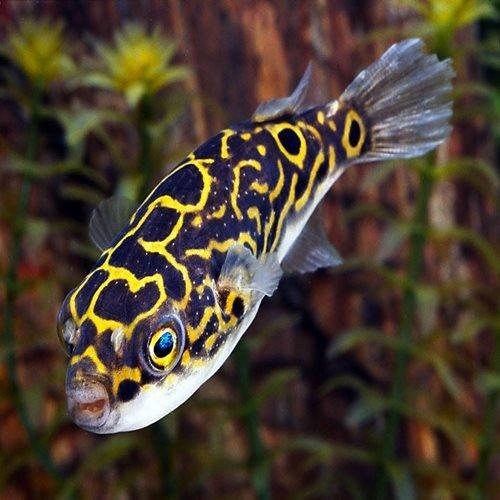 Figure 8 Puffer Fish (Tetraodon biocellatus) - Freshwater Aquarium Fish for Home & Office Tanks