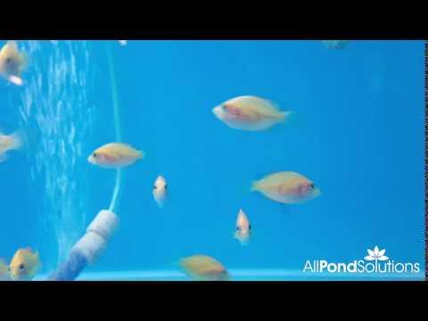 Orange Chromide (Etroplus Maculatus) - Freshwater Tropical Fish for Aquariums | Perfect for Community Tanks & Fish Enthusiasts