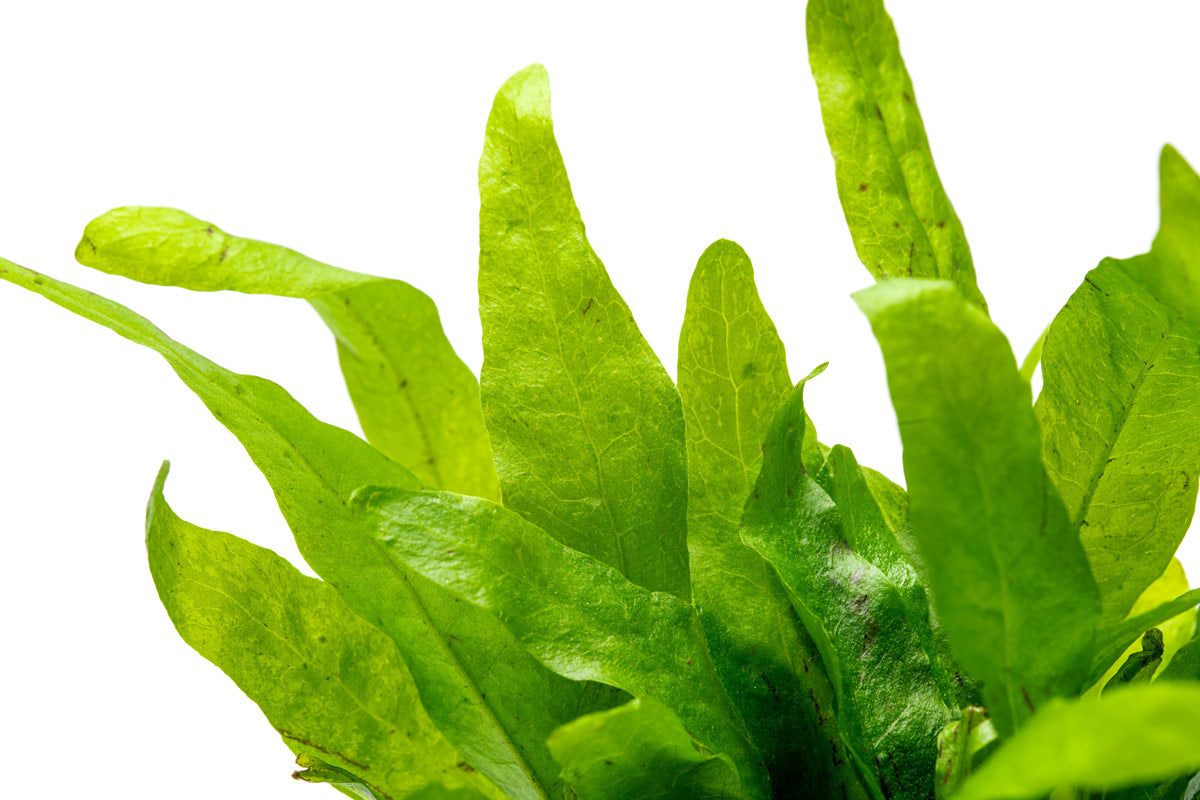 Microsorum Pteropus Narrow Leaf Mini - Live Aquatic Plant for Freshwater Aquariums | Perfect for Nano Tanks, Aquascaping & Low-Light Environments