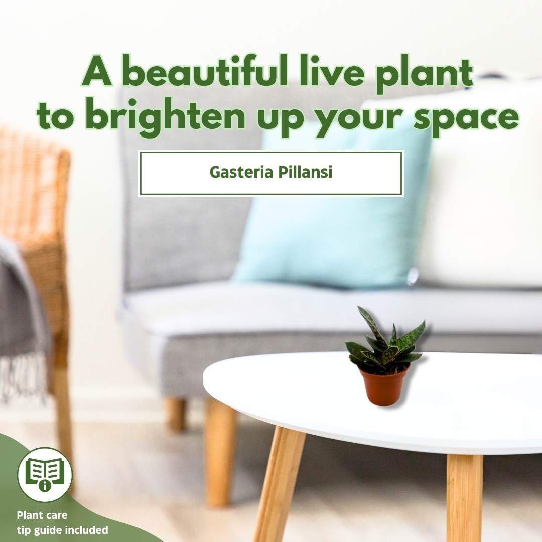 Gasteria Pillansii 'Green Dragon' Succulent Plant - 2 Inch Pot, Smooth Leaves, Low Maintenance Indoor Houseplant - Perfect for Home Decor, Office Desk, and Gift Ideas