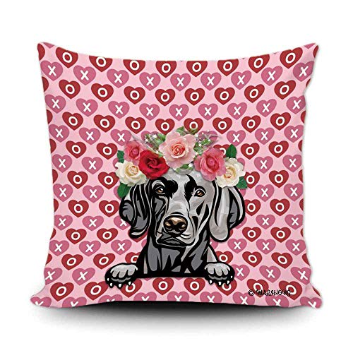 Weimaraner