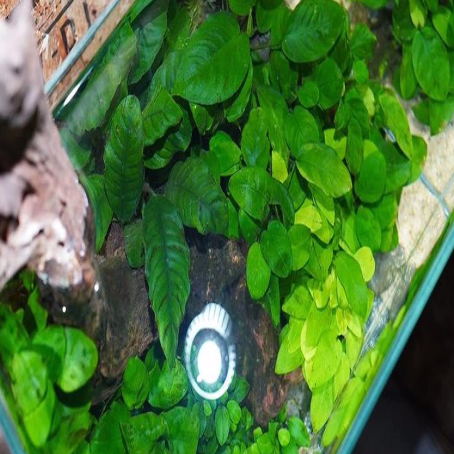 Anubias Barteri Broad Leaf Live Aquarium Plants - Freshwater Fish Tank Decorations - Aquatic Plants for Aquascaping & Shrimp Tanks - 3 Days Live Guaranteed - Perfect for Low Light Aquariums & Beginner Planted Tanks