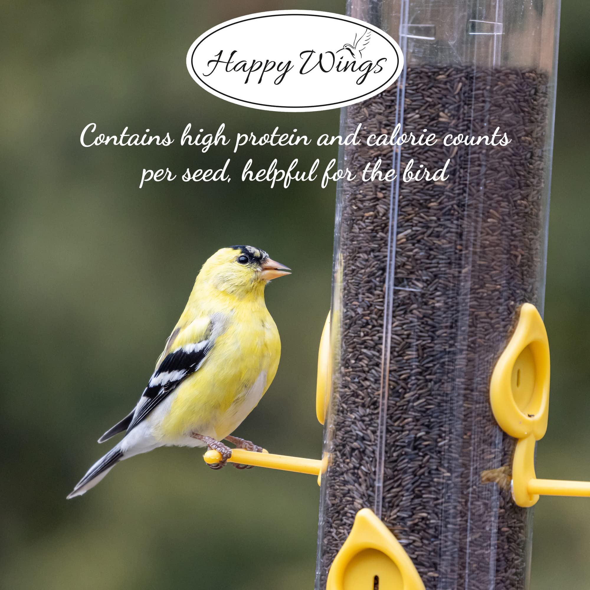 Premium Nyjer/Thistle Bird Seed - 10lb No-Grow Wild Bird Food with Free Mesh Sock Feeder | Attracts Finches & Songbirds | Backyard Birdwatching & Garden Feeding