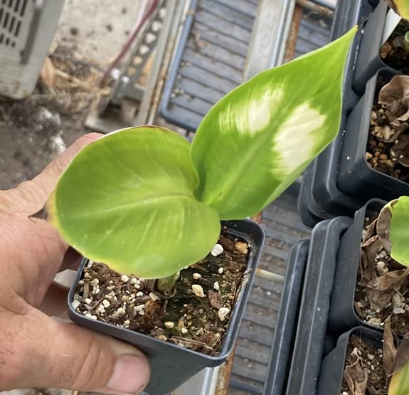Dwarf Green Banana Live Plant - Musa Dwarf Green Banana Tree for Home Garden, Patio & Indoor Decor | Easy to Grow Tropical Fruit Plant