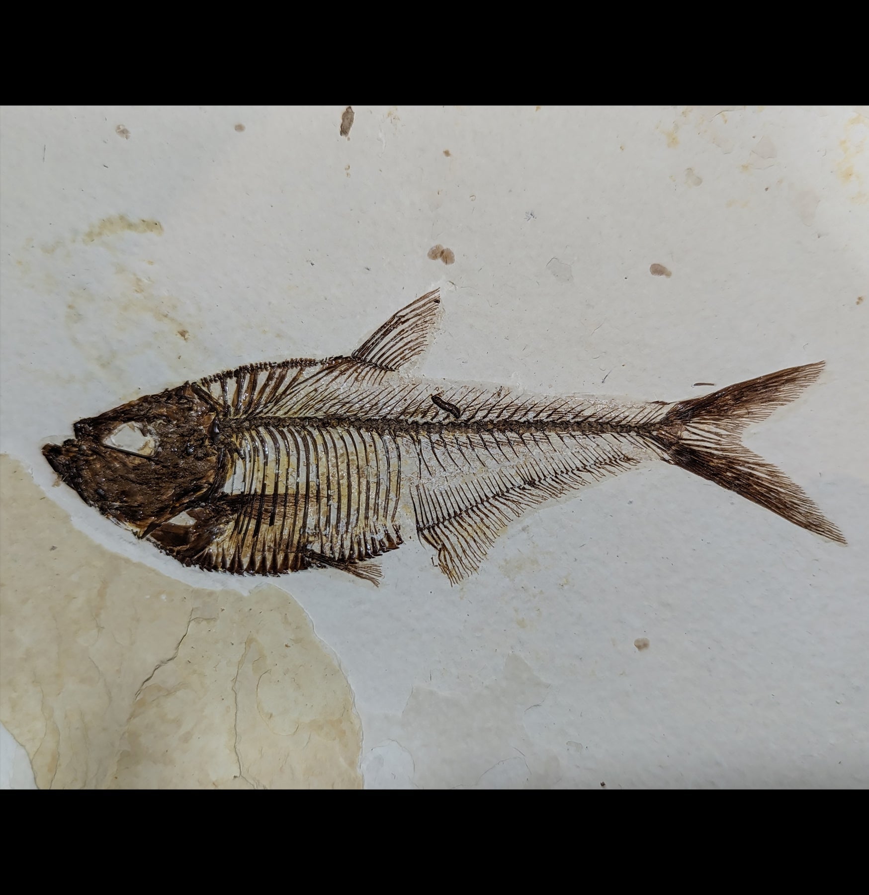 Premium Diplomystus Fossil Fish Plate - Authentic Eocene Era Specimen for Collectors & Home Decor - Perfect for Science Enthusiasts & Interior Design