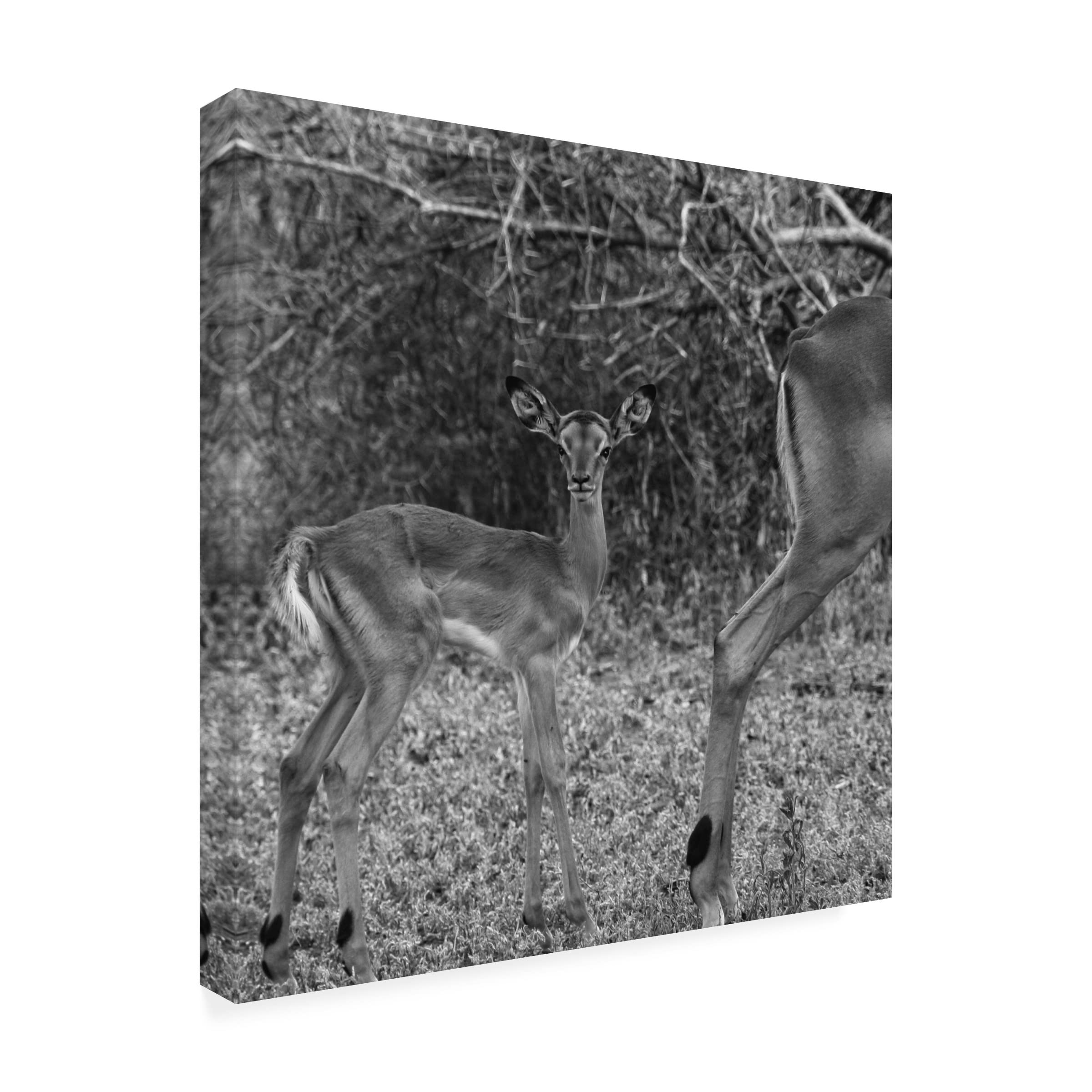 Trademark Fine Art 'Impala And Baby' Canvas Wall Art by Aledanda - Stunning Wildlife Nursery Decor & African Safari Themed Living Room Painting