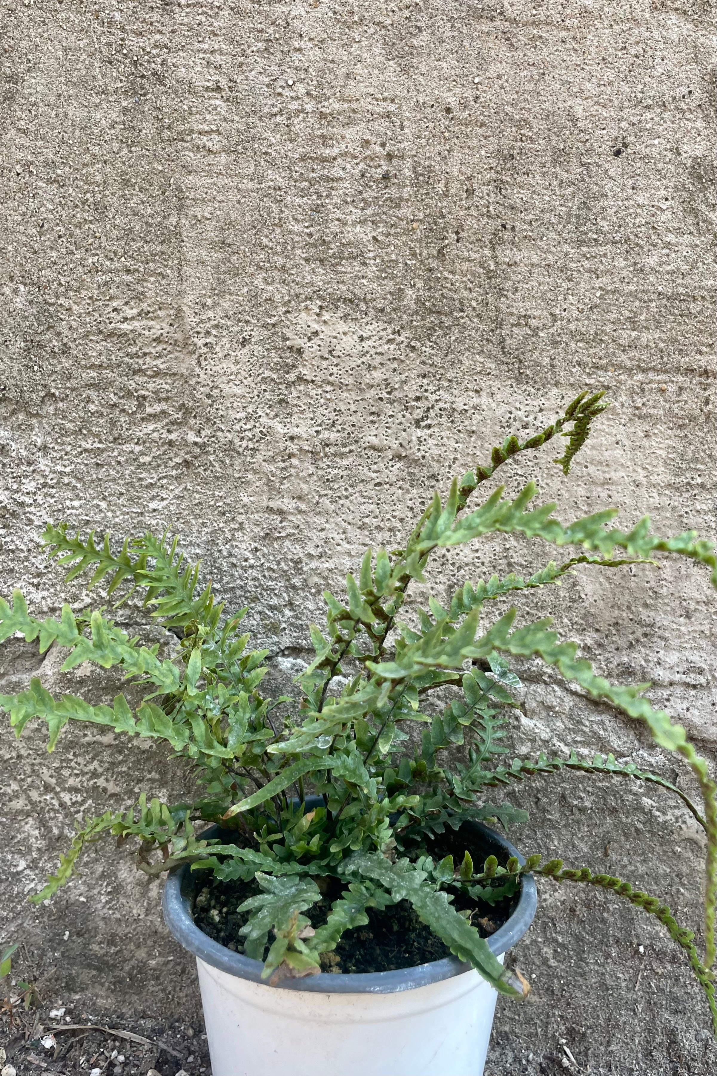 Dragon Tail Fern (Asplenium Ebenoides) - Live Indoor House Plant for Home & Office Decor | Perfect for Terrariums, Hanging Baskets, and Low-Light Spaces
