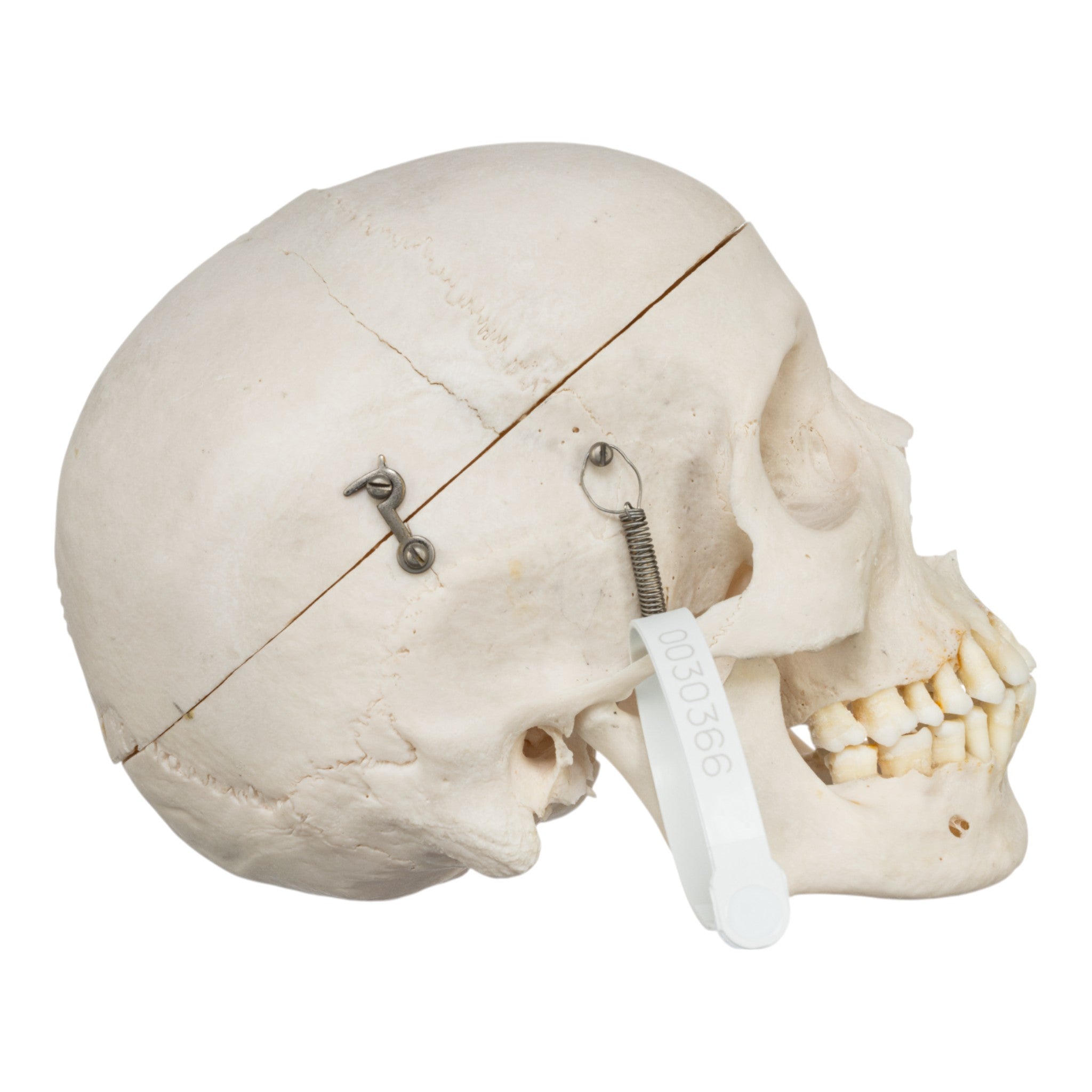 Authentic Human Skull Replica - Medical Education, Halloween Decor, Horror Props - Perfect for Anatomy Study, Haunted House, and Movie Effects