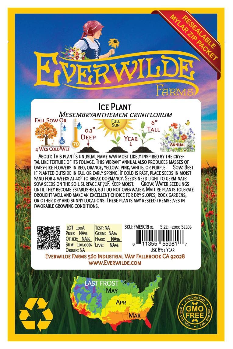 Everwilde Farms - 2000 Livingston Daisy Ice Plant Wildflower Seeds - Gold Vault Jumbo Seed Packet for Garden, Landscaping & Pollinator-Friendly Planting
