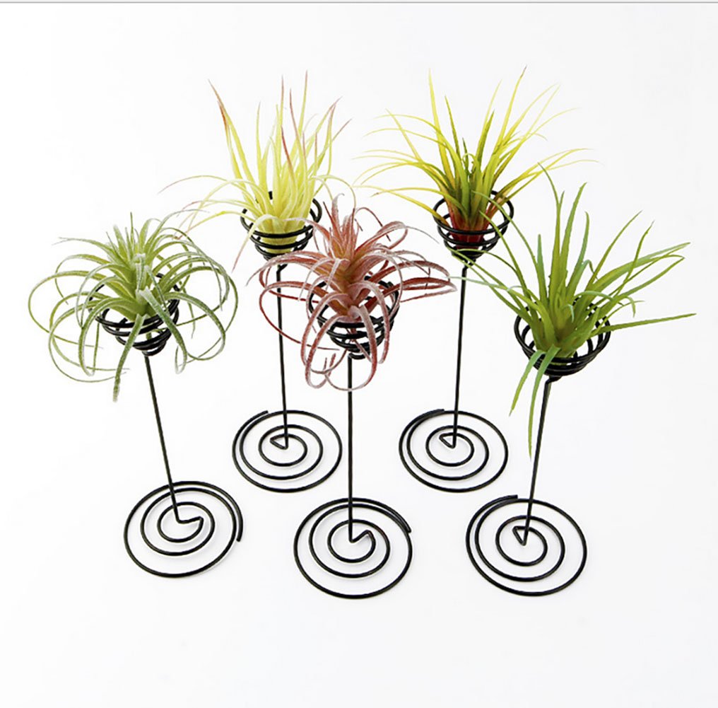 Air Plant Stand Holder - 2 Pack Tabletop Planter Base for Tillandsia | Modern Home & Office Decor | Perfect for Desks, Shelves & Gift Giving