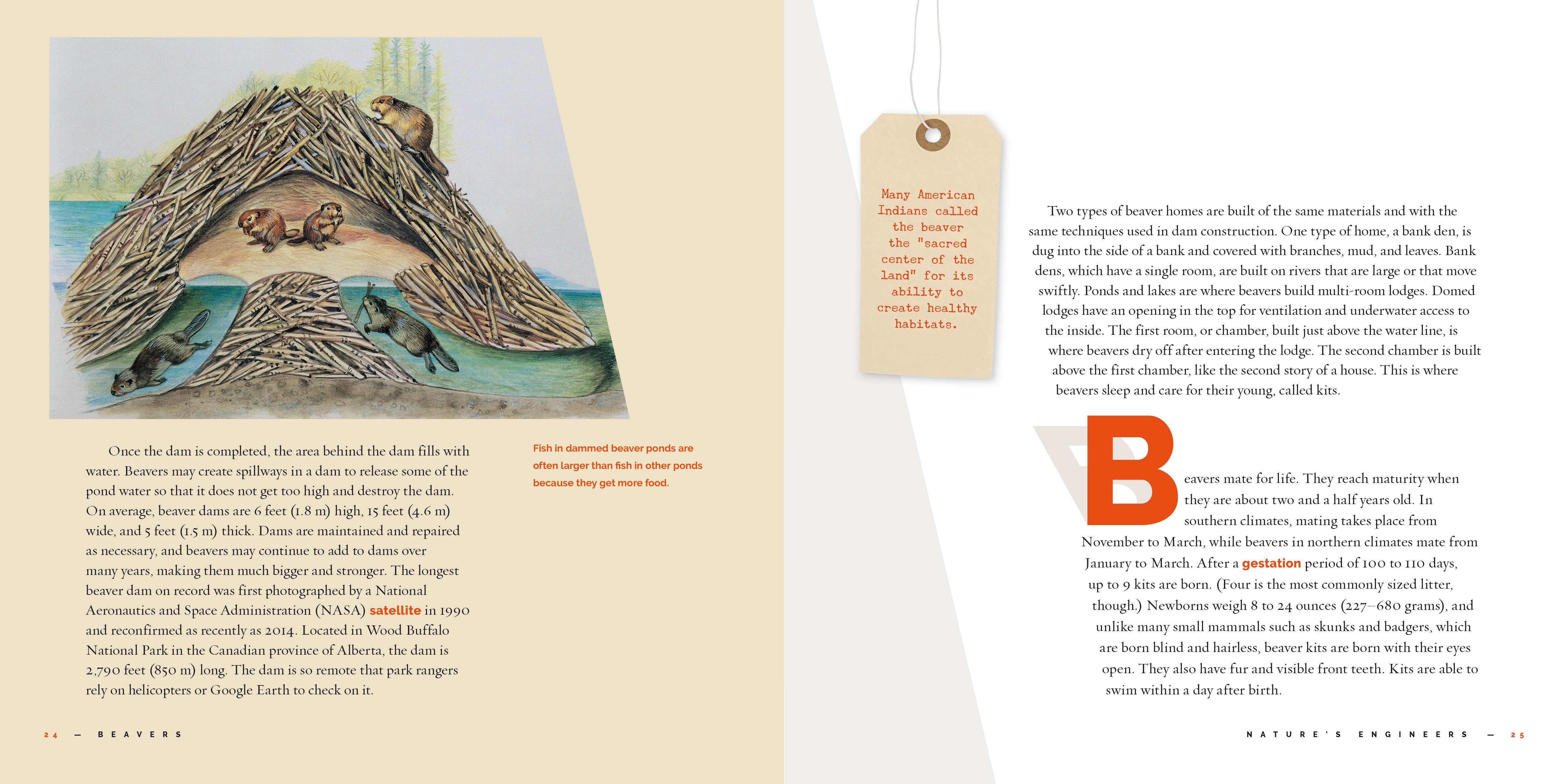 Beavers: 9781640267725 - Nature Books for Kids, Wildlife Education & Animal Facts - Perfect for Classroom Learning & Homeschooling