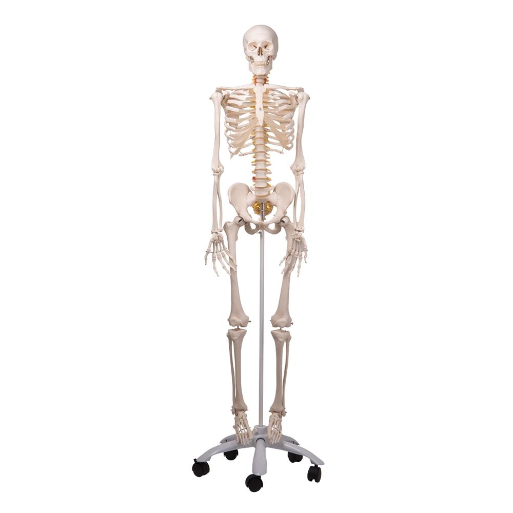 Fred Flexible Skeleton Model with Pelvic Stand - Anatomical Science Display for Medical Education, Halloween Decor & Office Decoration